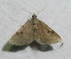 Nychioptera noctuidalis