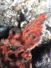 Clathria prolifera