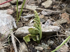 Botrychium hesperium