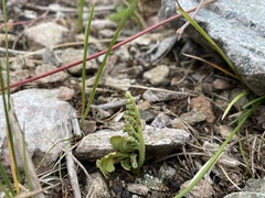 Botrychium hesperium