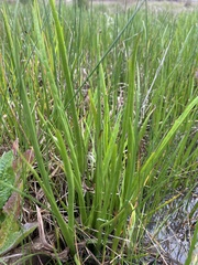 Eryngium vesiculosum
