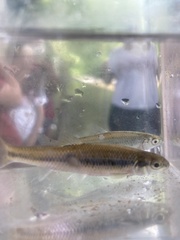 Cyprinella spiloptera