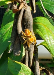 Phidippus arizonensis
