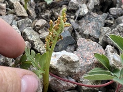 Botrychium hesperium