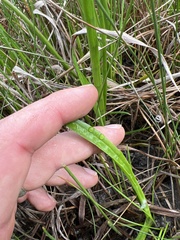 Eryngium vesiculosum
