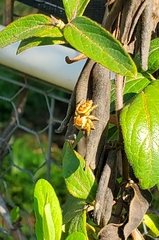 Phidippus arizonensis