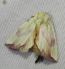 Thurberiphaga diffusa