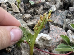 Botrychium hesperium