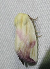 Thurberiphaga diffusa