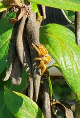 Phidippus arizonensis
