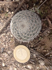 Mammillaria hermosana