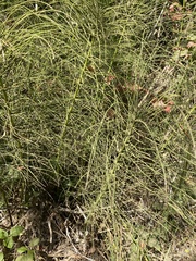 Equisetum