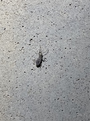 Cyrtepistomus castaneus