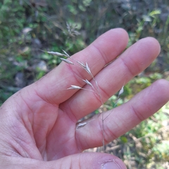 Bromus hordeaceus