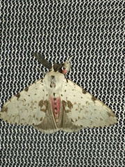 Lymantria brunneiplaga