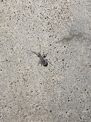 Cyrtepistomus castaneus