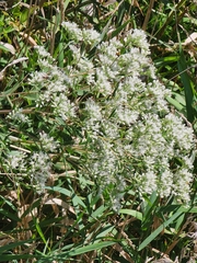 Eupatorium altissimum