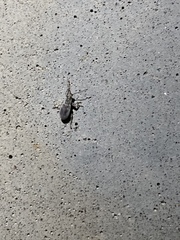 Cyrtepistomus castaneus