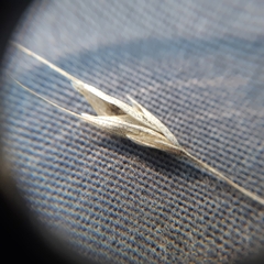 Bromus hordeaceus