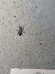Cyrtepistomus castaneus