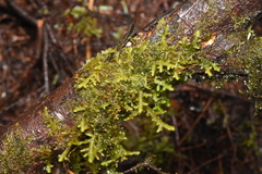 Porella navicularis