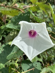 Ipomoea pandurata