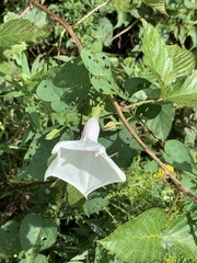 Ipomoea pandurata