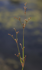 Juncus brachycephalus