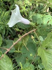 Ipomoea pandurata