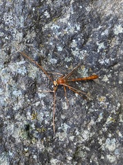 Enicospilus americanus-complex