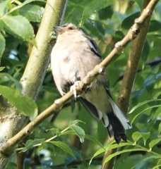 Fringilla coelebs