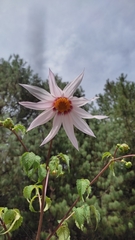 Dahlia campanulata