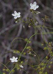 Drosera macrantha