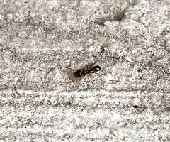 Tetramorium immigrans