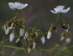 Drosera macrantha