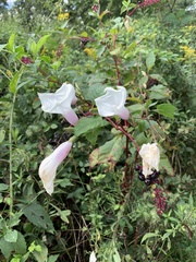 Ipomoea pandurata