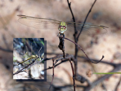 Orthetrum caledonicum