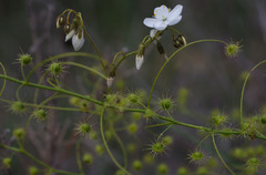 Drosera macrantha