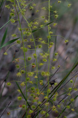Drosera macrantha
