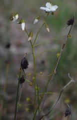 Drosera macrantha