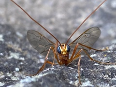 Enicospilus americanus-complex