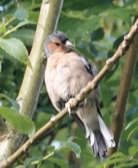 Fringilla coelebs