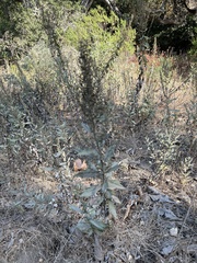 Artemisia douglasiana