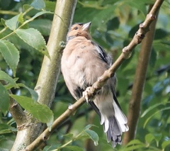 Fringilla coelebs