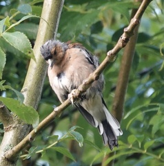 Fringilla coelebs
