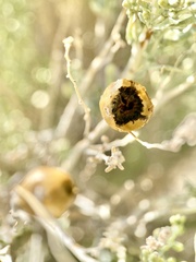 Rhopalomyia obovata