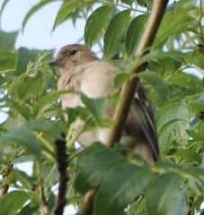 Fringilla coelebs