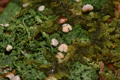 Icmadophila ericetorum