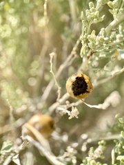 Rhopalomyia obovata