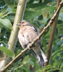 Fringilla coelebs